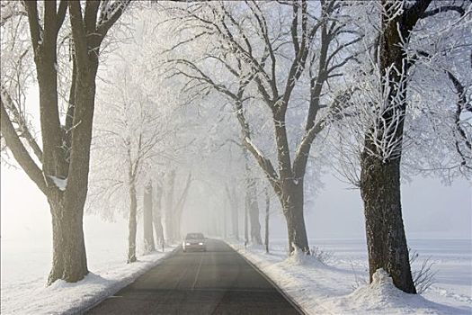 小路,汽车,冬天,雪,薄雾