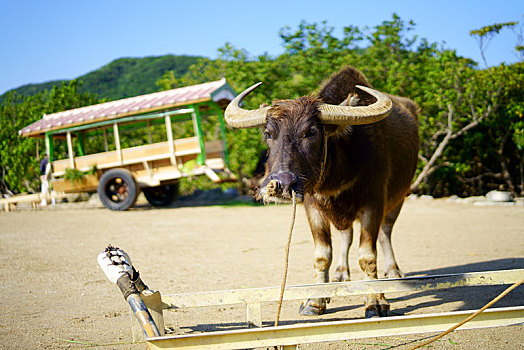 水牛,岛屿,冲绳,日本