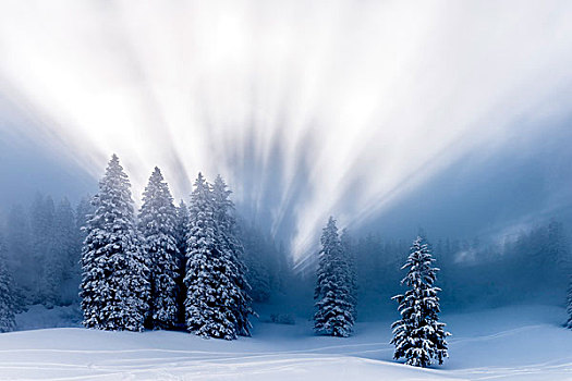 积雪,冬日树林,逆光,地区,巴伐利亚,德国,欧洲