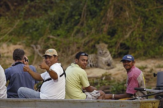 美洲虎,美洲豹,男性,河边,游客,靠近,波尔图,巴西