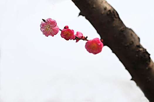 梅花,花朵,梅园,春天,报春