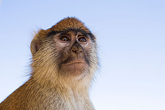 猴子,仰视,国家公园,焦奇,塞内加尔,非洲