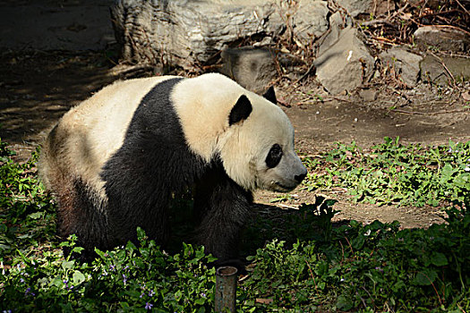 大熊猫萌态可掬