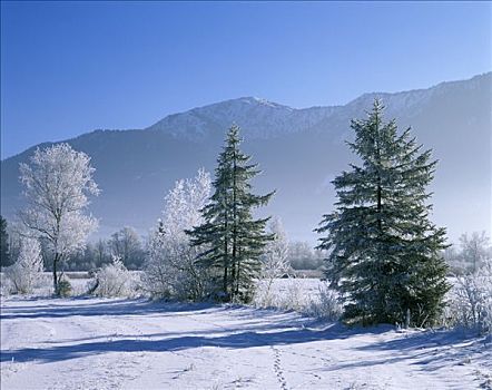 冬季,雪,树,白霜