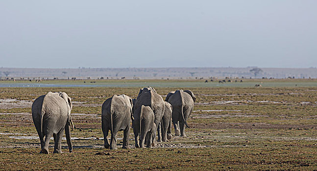 牧群,大象,安伯塞利国家公园,裂谷,肯尼亚