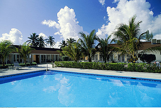 棕榈树,胜地,南,巴哈马