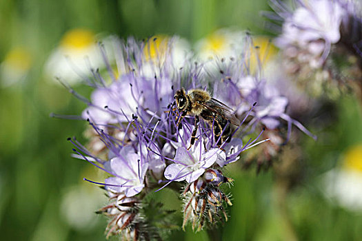 蜂蜜,蜜蜂,觅食,紫花