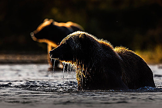 棕熊,布鲁克斯河,卡特麦国家公园,保存,阿拉斯加,半岛,西部,美国