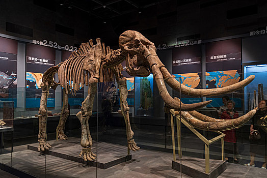 猛犸象化石图片