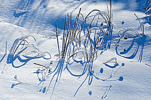 逆光,湿地,植被,初雪