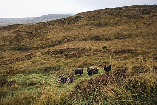 石山羊,山坡,康纳玛拉,国家公园,戈尔韦郡,爱尔兰