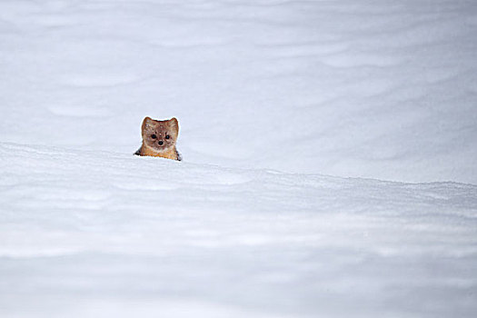 雪地里单只的长白山野生紫貂