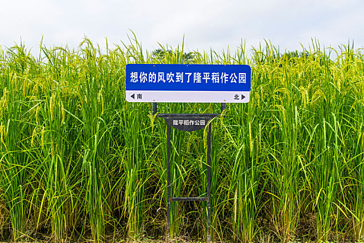 长沙隆平稻作公园