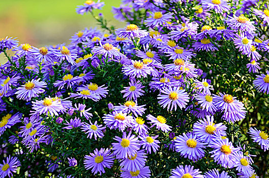 紫罗兰,紫苑属,花,上方,绿色背景