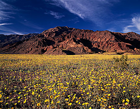 加利福尼亚,死亡谷国家公园,荒芜,向日葵,野花,盛开,死谷,大幅,尺寸