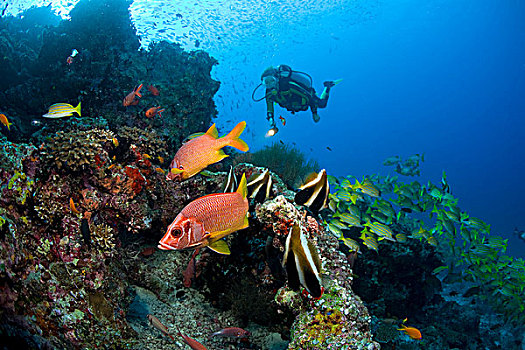 彩色,珊瑚,礁石,鱼,马刀,金鳞鱼,马尔代夫,印度洋,亚洲