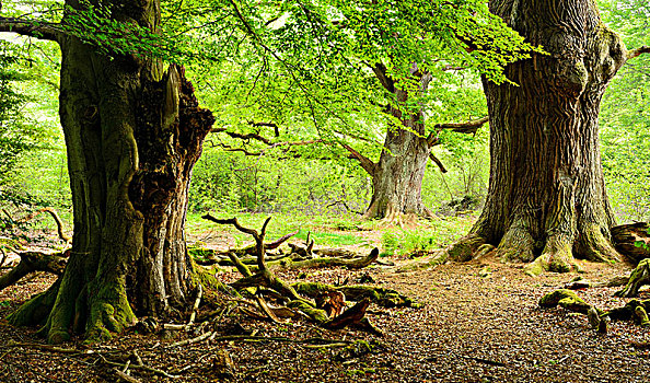 老,巨大,橡树,山毛榉,木头,草场,北方,黑森州,德国