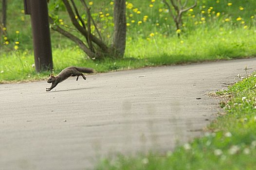 跑,北海道松鼠,松鼠