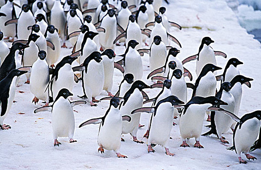 阿德利企鹅,生物群,冰,地点,保利特岛,南极