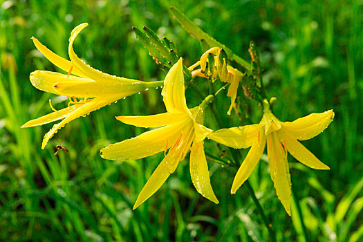 露珠,黄花菜,蜜蜂