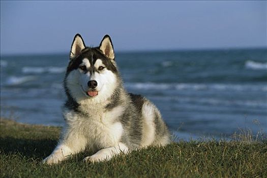 西伯利亚,哈士奇犬,狗,成年,肖像,海边风景