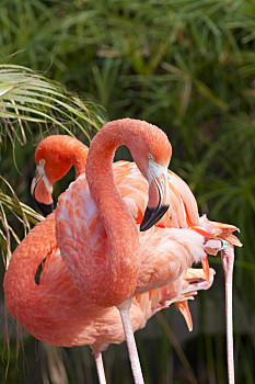 智利紅鶴,動物園