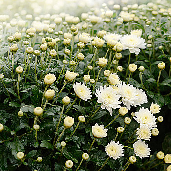 彩色,秋天,菊花,背景