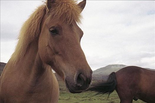 冰岛,马,哺乳动物,宠物,欧洲,动物