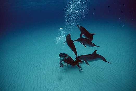 潜水者,水下,大西洋细吻海豚,花斑原海豚,游动,海中