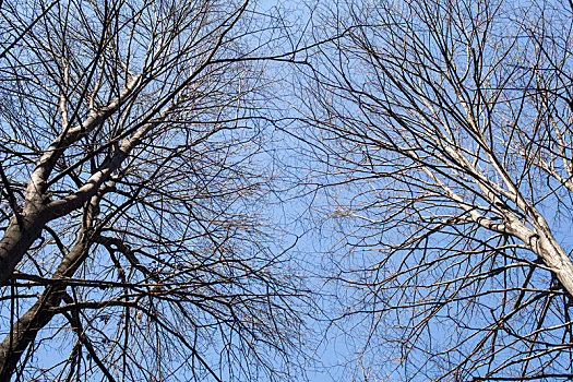 树林,树枝,蓝天