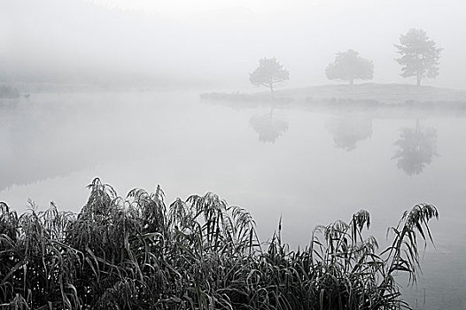 芦苇,茎,背景,反射,几个,树,秋天,云雾