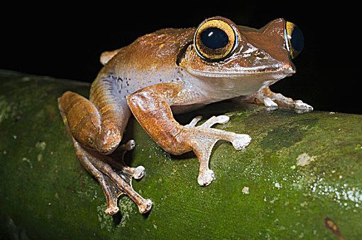 马达加斯加,青蛙