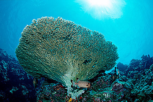 桌子,珊瑚,珊瑚礁,贝劳,密克罗尼西亚,太平洋