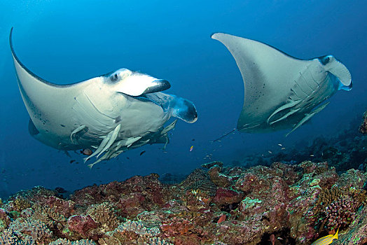 两个,远洋,大鳐鱼,双吻前口蝠鲼,鮣鱼,雅浦岛,密克罗尼西亚,大洋洲