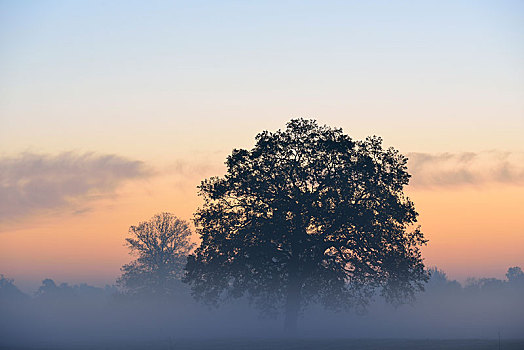 孤单,橡树,早晨,雾气,草地,风景,日出,萨克森安哈尔特,德国,欧洲