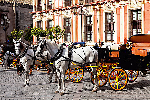 马,马车,等待,街上,塞维利亚,安达卢西亚,西班牙
