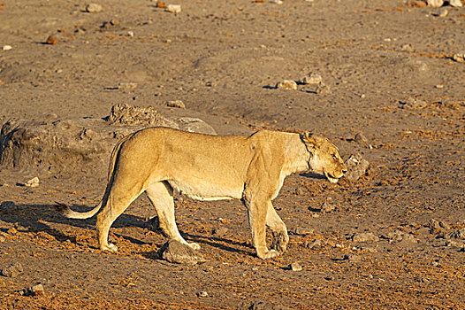 狮子,雌性,雌狮,走,埃托沙国家公园,纳米比亚,非洲