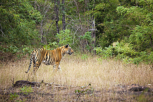 成年,虎,班德哈维夫国家公园,印度