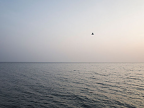 一个,飞鸟,上方,海景