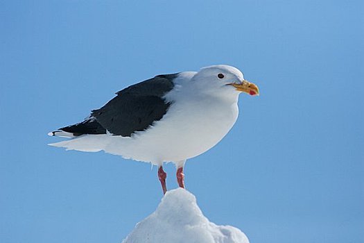 海鸥