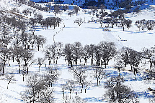 冬季草原树林雪景