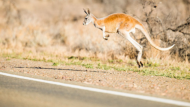红袋鼠,跳跃,道路,南澳大利亚州,澳大利亚,大洋洲