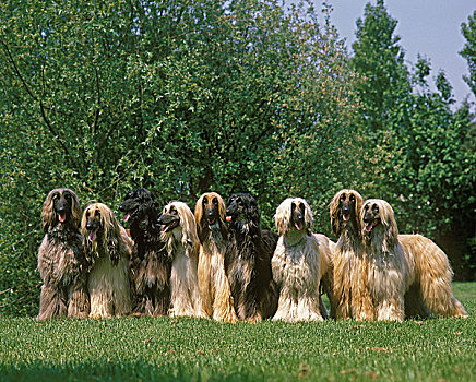 阿富汗猎犬,成年,站立,草