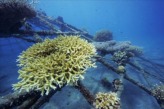珊瑚,饲养,印度尼西亚