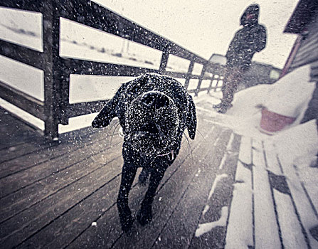 狗,户外,猎捕,房子,暴风雪,冰岛