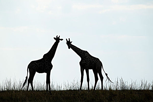 非洲,博茨瓦纳,乔贝国家公园,剪影,牧群,长颈鹿,进食,乔贝