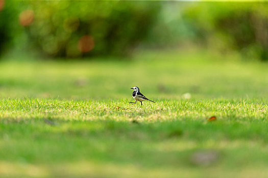 公园草坪上闲逛的白鹡翎鸟