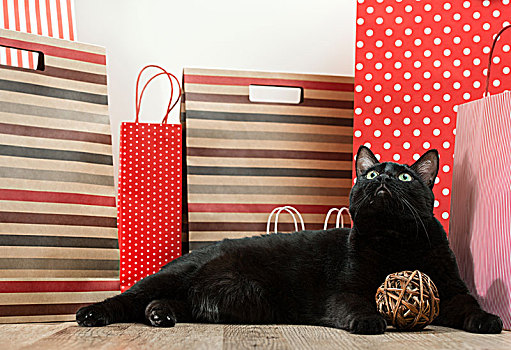 大,黑猫,卧,购物袋