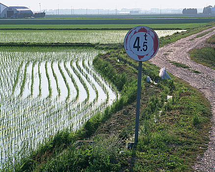 稻田,小路