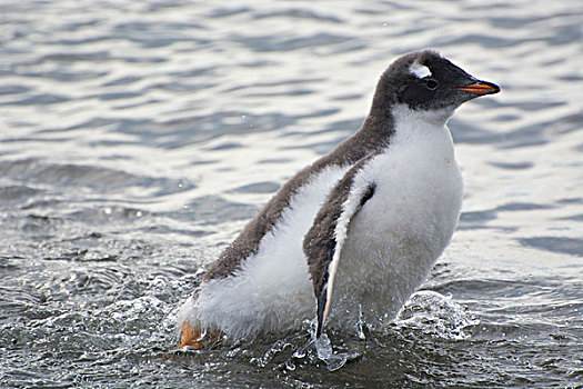 南极,布朗布拉夫,巴布亚企鹅,幼禽,室外,水